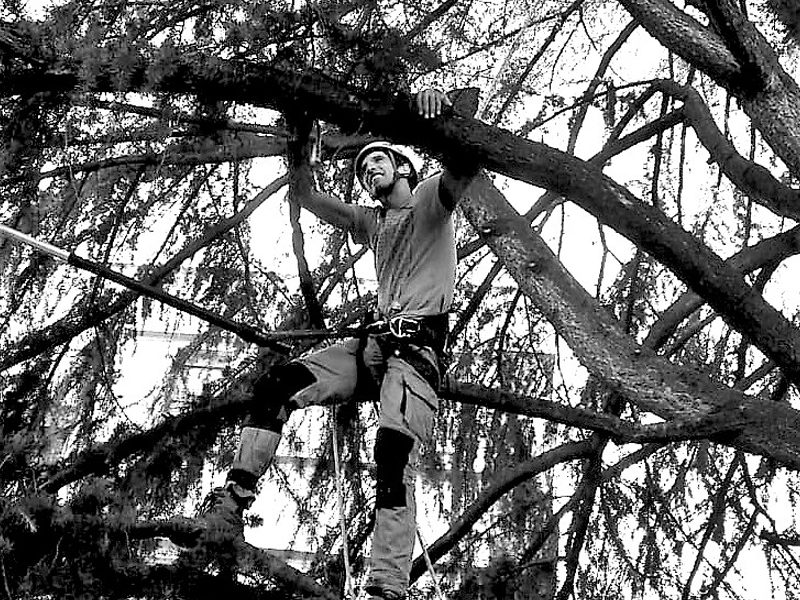 tree climbing